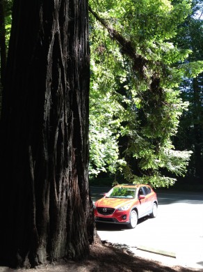 Big tree Mazda