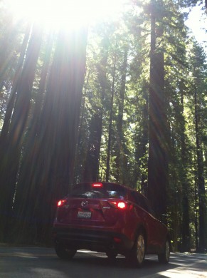 Redwood